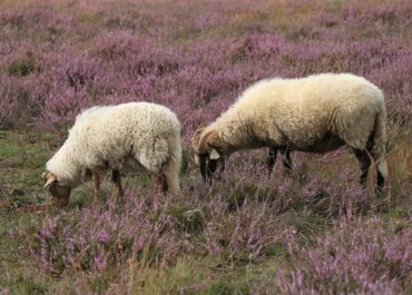 Gliwice: Owce zamiast kosiarek