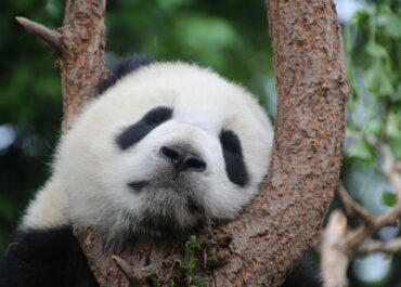 Olbrzymia panda Tian Tian świętuje 26. urodziny z wielopiętrowym tortem w Waszyngtońskim zoo