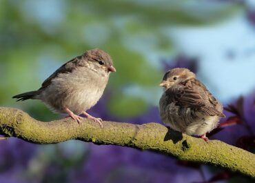 Ewolucja: gdy robi się coraz cieplej, ptaki zmniejszają się i wydłużają dzioby oraz nogi