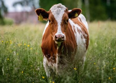 29 krów znalezionych martwych w prywatnym gospodarstwie