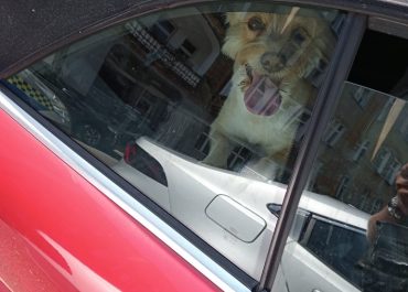 Pies uratowany z nagrzanego samochodu w Szczecinie