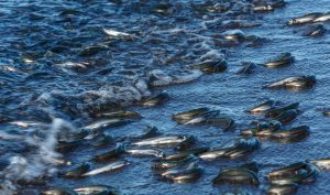 Głogów: 600 kg śniętych ryb wyłowionych z Odry – trwa dochodzenie