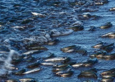Głogów: 600 kg śniętych ryb wyłowionych z Odry – trwa dochodzenie