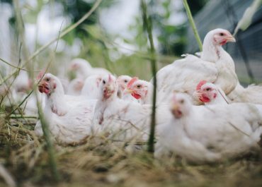 Zielone Fermy Wipasz S.A. odchowują kurczęta bez antybiotyków i GMO