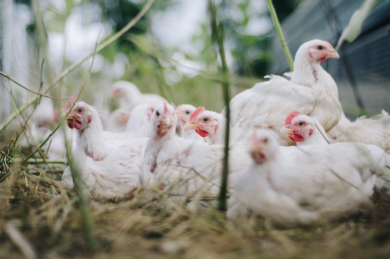 Zielone Fermy Wipasz S.A. odchowują kurczęta bez antybiotyków i GMO